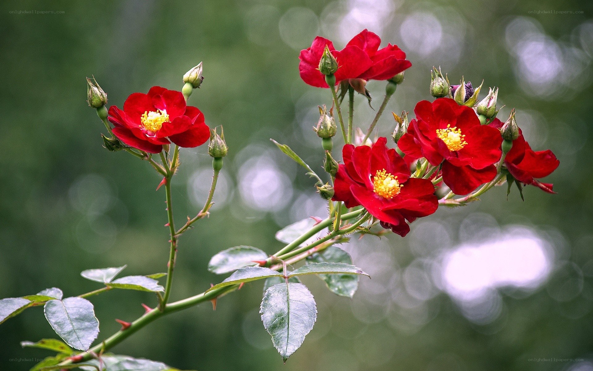 Red roses in bloom