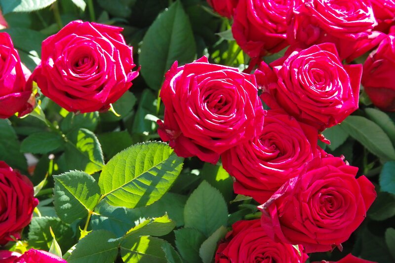 Red Roses in Bloom — Bright, Afternoon, Photograph, Green Leaves