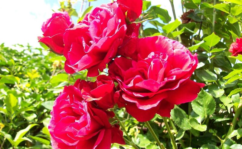 Red Roses in Bloom — Bright, Afternoon, Photograph