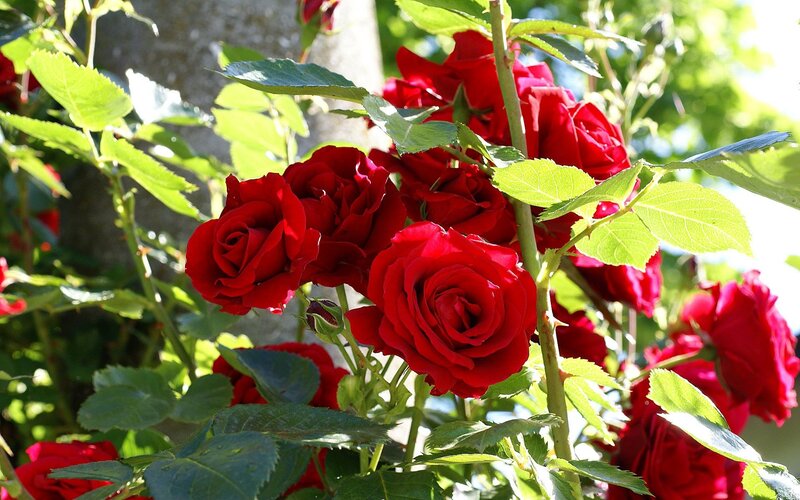 Red Roses in Bloom — Bright, Afternoon