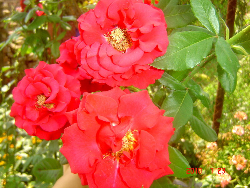 Red Roses in Bloom — Bright