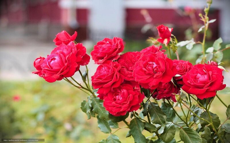 Red Roses in Bloom — Calm, Afternoon, Photograph, Bush, Leaves