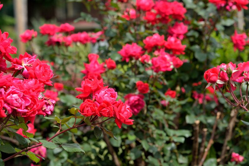 Red Roses in Bloom — Calm, Afternoon, Photograph, Bushes