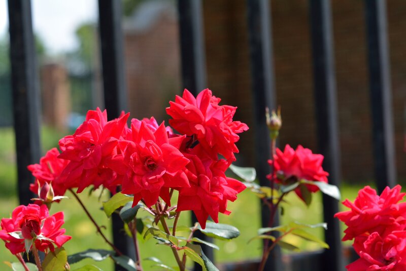 Red Roses in Bloom — Calm, Afternoon, Photograph, Fence