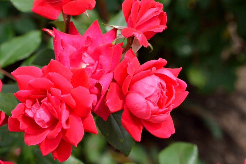 Red Roses in Bloom — Calm, Afternoon, Photograph, Flowers