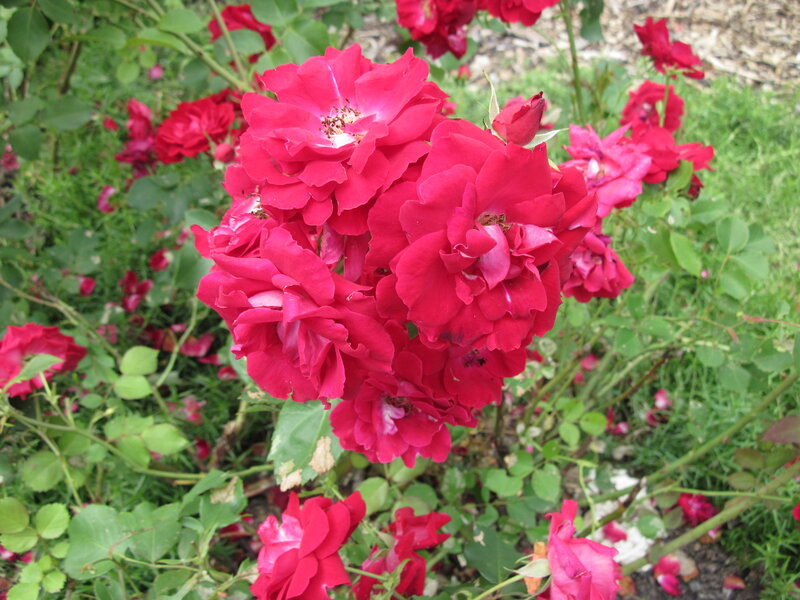 Red Roses in Bloom — Calm, Afternoon, Photograph, Green Leaves