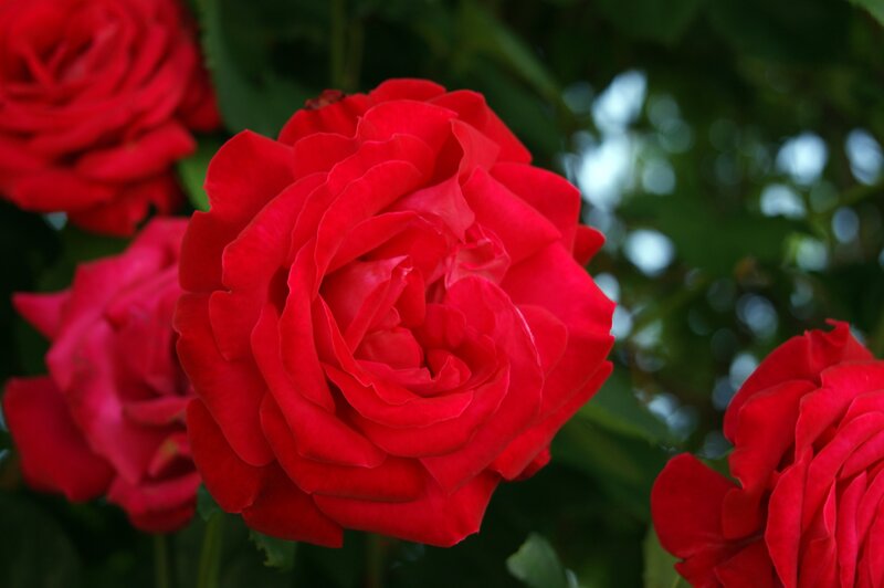 Red Roses in Bloom — Calm, Afternoon