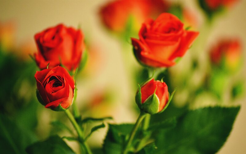 Red Roses in Bloom — Calm, Photograph, Buds, Green Leaves, Stems