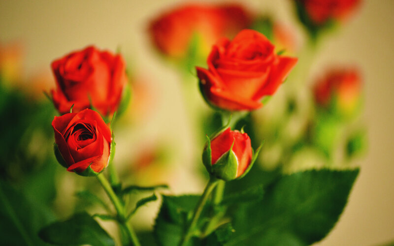 Red Roses in Bloom — Calm, Photograph, Buds, Green Leaves