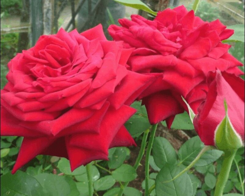 Red Roses in Bloom — Calm, Photograph, Buds, Leaves, Stem