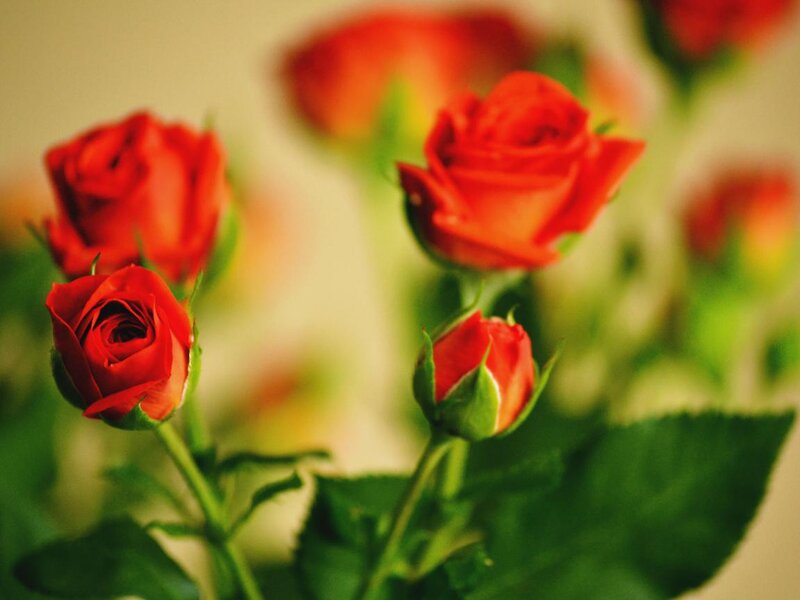 Red Roses in Bloom — Calm, Photograph, Buds, Leaves