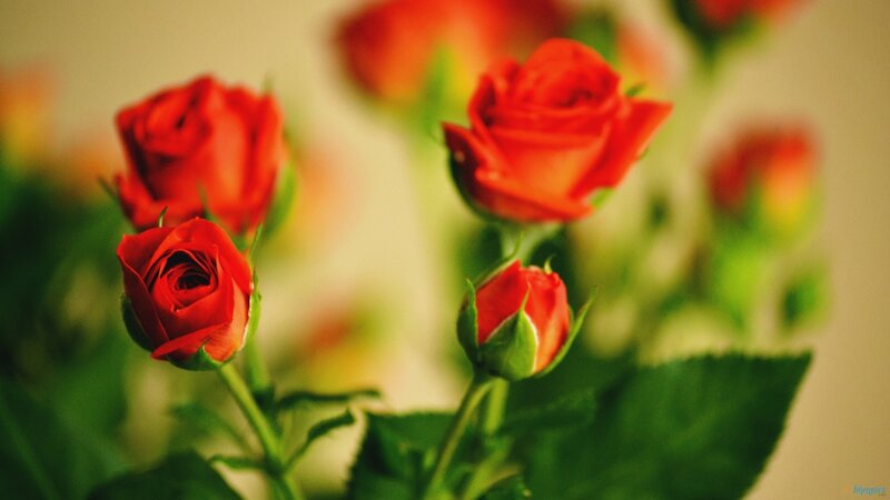 Red Roses in Bloom — Calm, Photograph, Buds