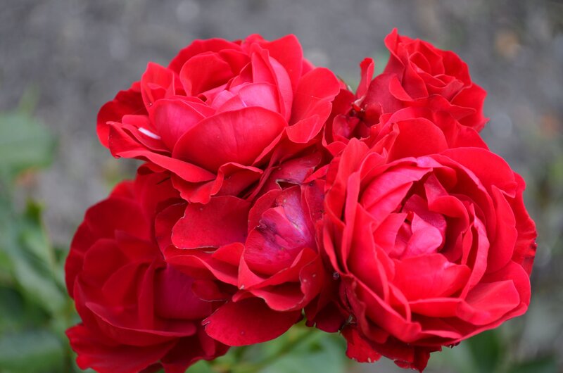 Red Roses in Bloom — Calm, Photograph, Flowers, Leaves