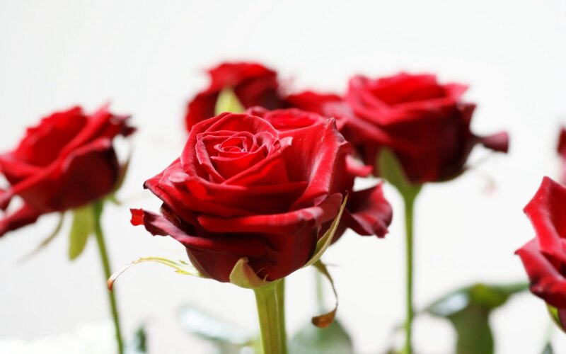 Red Roses in Bloom — Calm, Photograph, Flowers, Stems