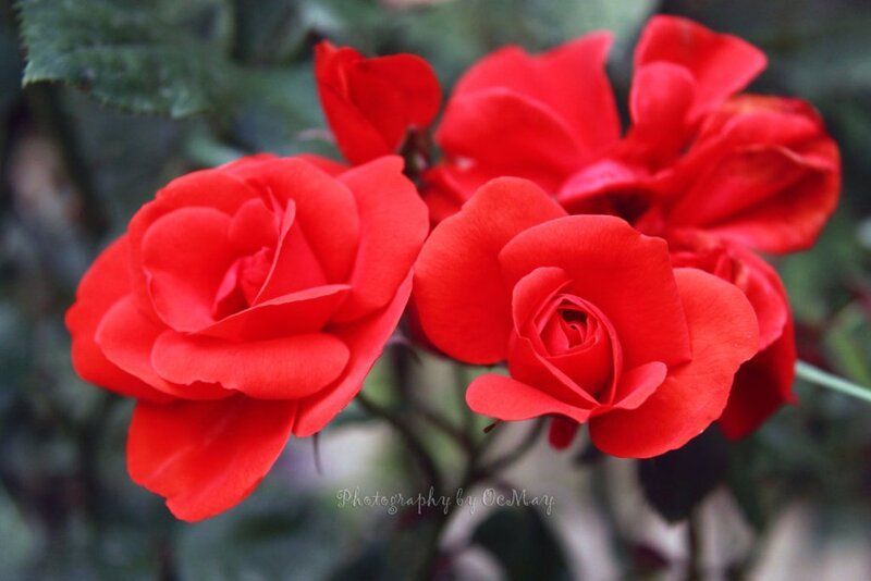 Red Roses in Bloom — Calm, Photograph, Flowers