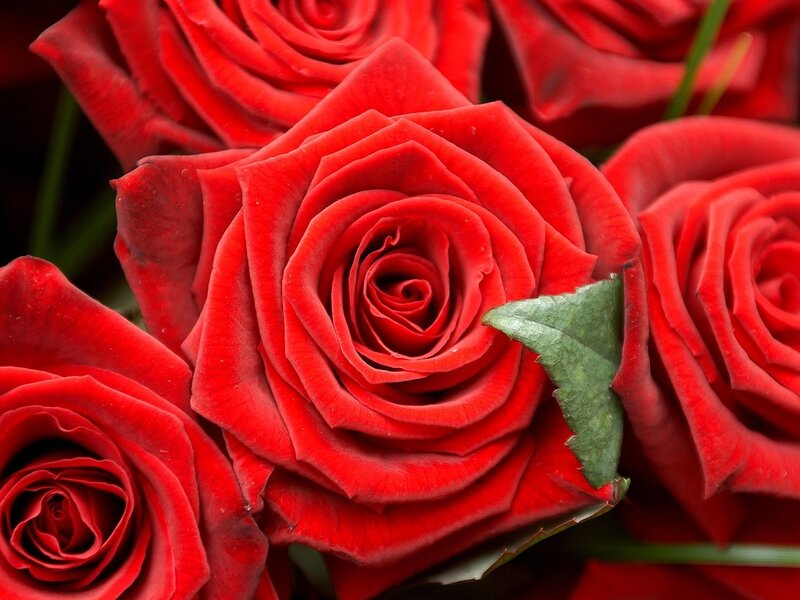 Red Roses in Bloom — Calm, Photograph, Green Leaf