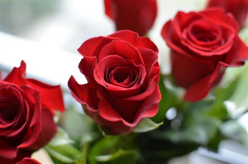 Red Roses in Bloom — Calm, Photograph, Green Leaves, Bloomed Flowers