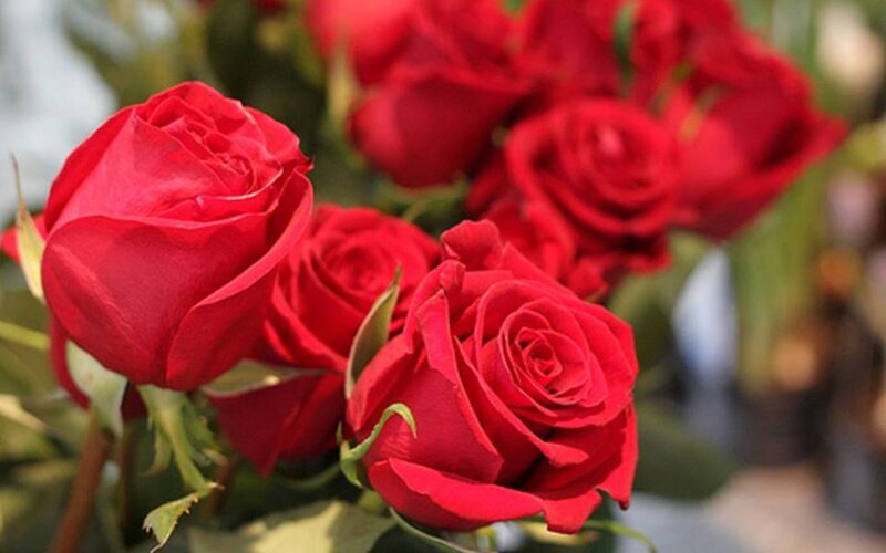 Red Roses in Bloom — Calm, Photograph, Green Leaves, Buds