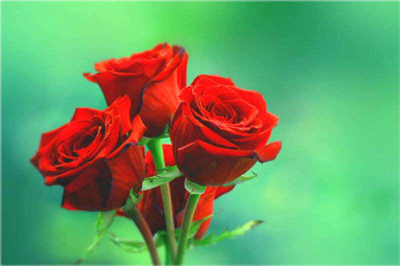 Red Roses in Bloom — Calm, Photograph, Green Leaves, Stems