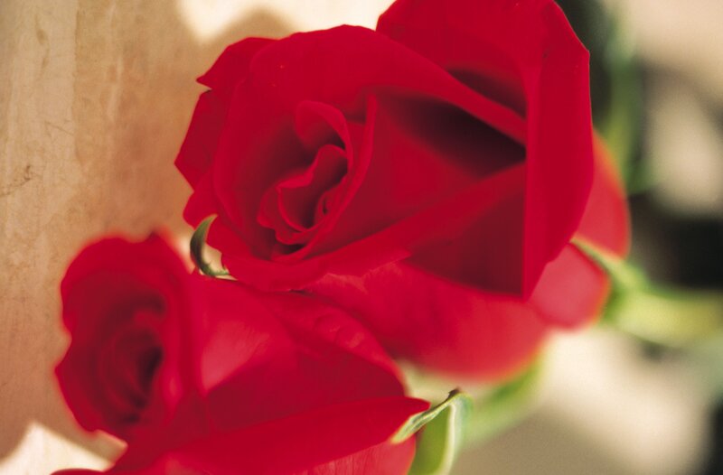 Red Roses in Bloom — Calm, Photograph, Green Stems