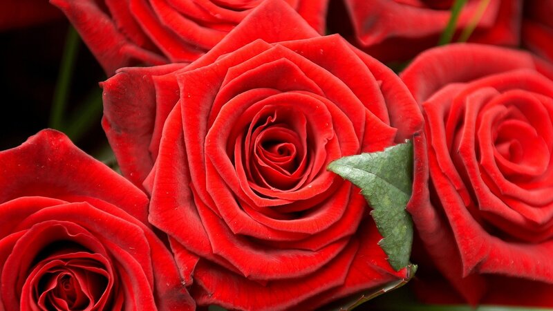 Red Roses in Bloom — Calm, Photograph, Leaf
