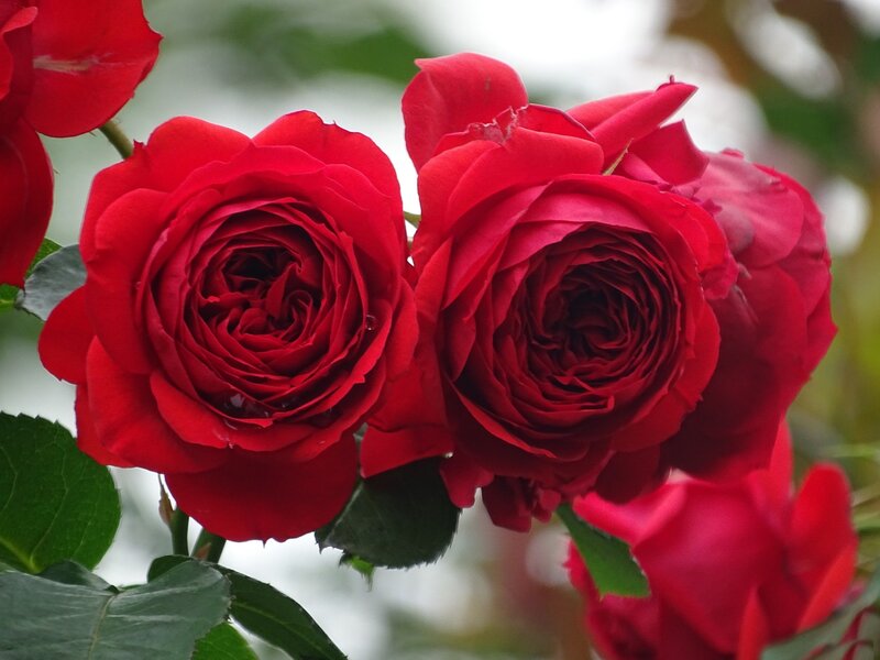 Red Roses in Bloom — Calm, Photograph, Leaves