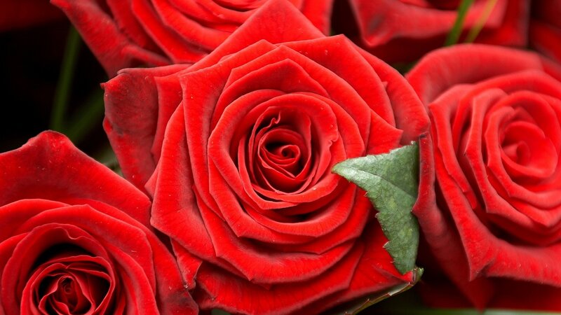Red Roses in Bloom — Calm, Photograph, Petals, Leaf