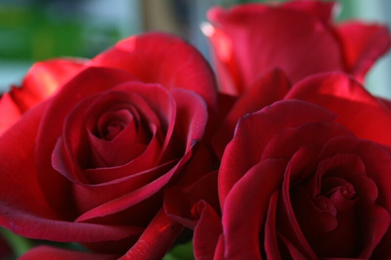 Red Roses in Bloom — Calm, Photograph, Petals
