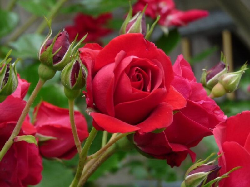 Red Roses in Bloom — Calm, Spring, Photograph, Buds