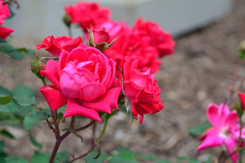 Red Roses in Bloom — Calm, Spring, Photograph