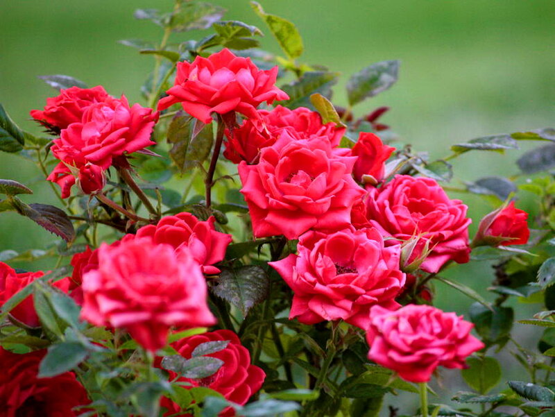 Red Roses in Bloom — Calm, Spring