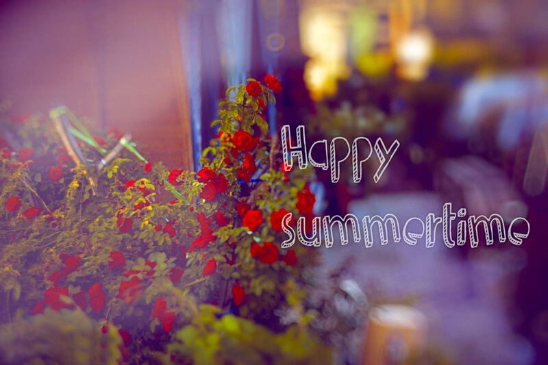 Red Roses in Bloom — Calm, Summer, Photograph