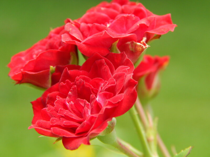 Red Roses in Bloom — Calm, Summer