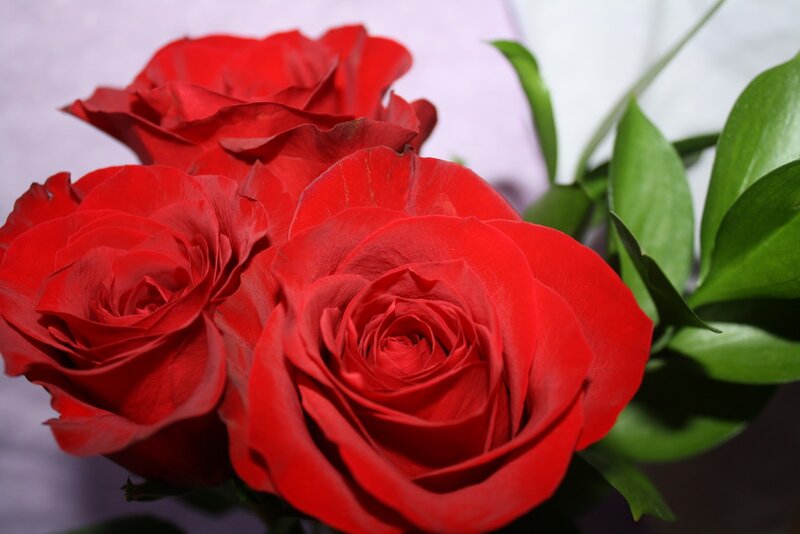 Red Roses in Bloom — Calm