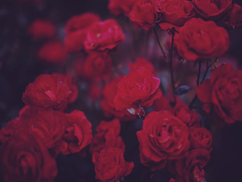 Red Roses in Bloom — Dark