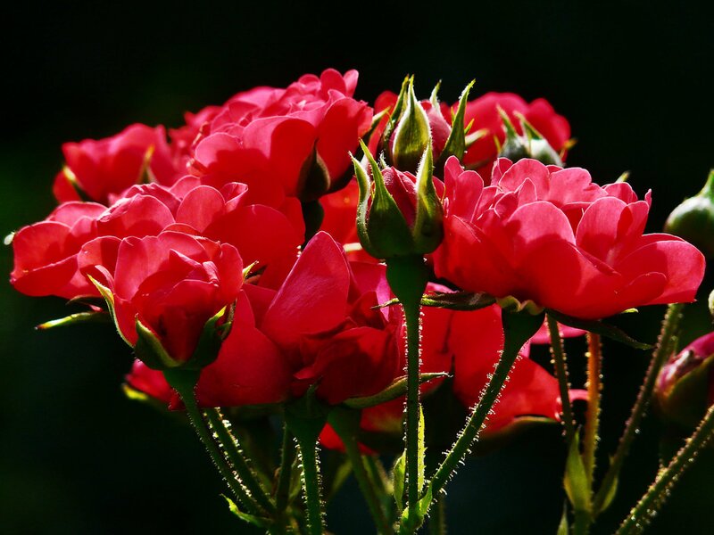 Red Roses in Bloom — Dramatic, Afternoon, Photograph, Buds