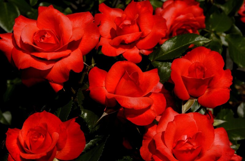 Red Roses in Bloom — Dramatic, Afternoon, Photograph, Green Leaves