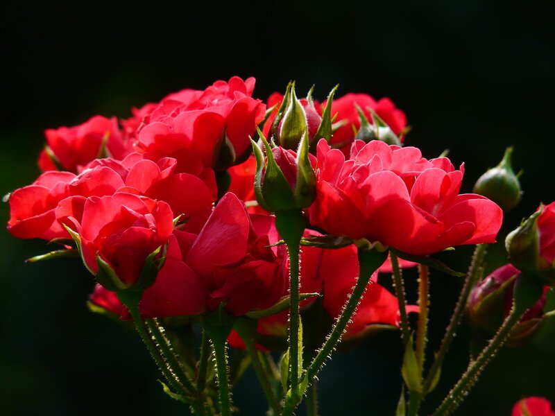 Red Roses in Bloom — Dramatic, Afternoon, Photograph