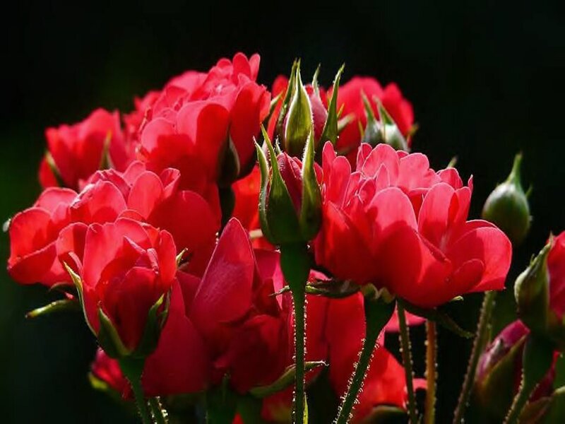 Red Roses in Bloom — Dramatic, Afternoon