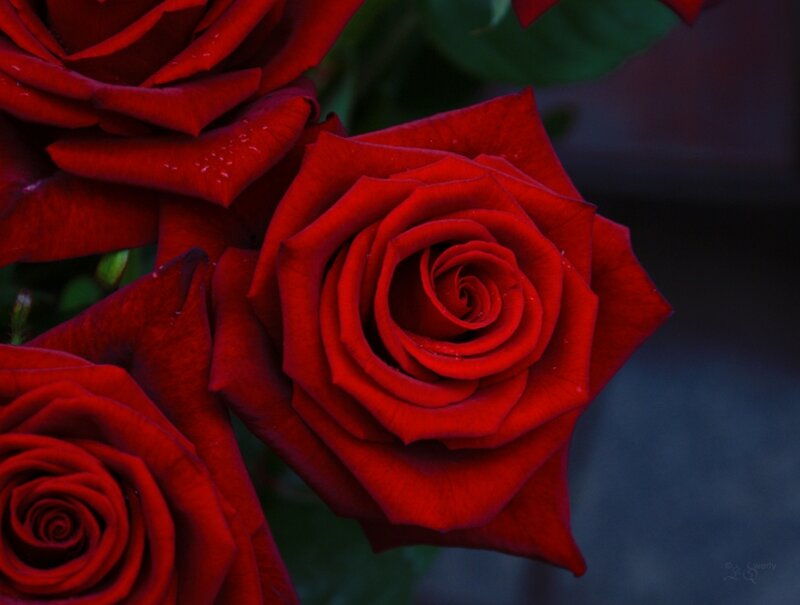 Red Roses in Bloom — Dramatic, Night, Photograph