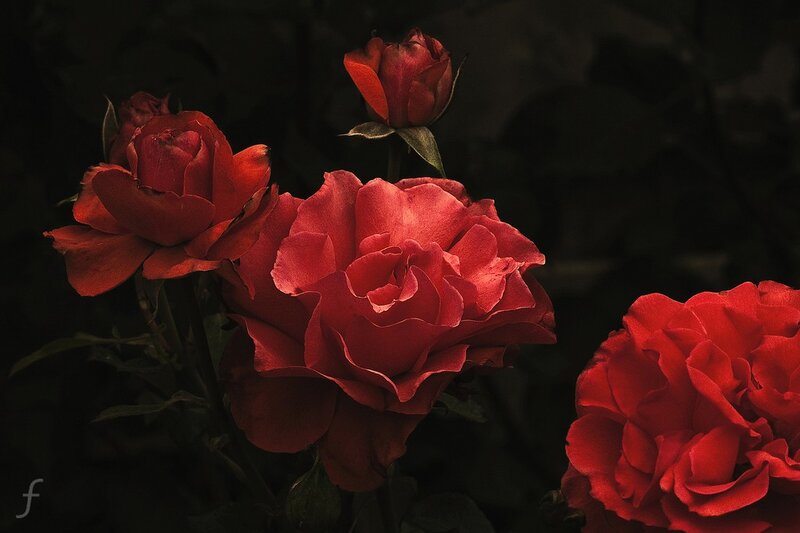 Red Roses in Bloom — Dramatic, Night