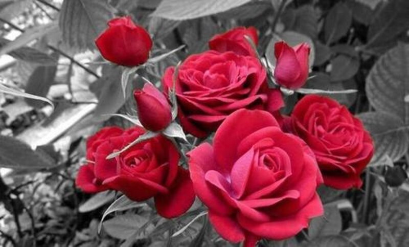 Red Roses in Bloom — Dramatic, Photograph, Buds, Leaves, Thorns