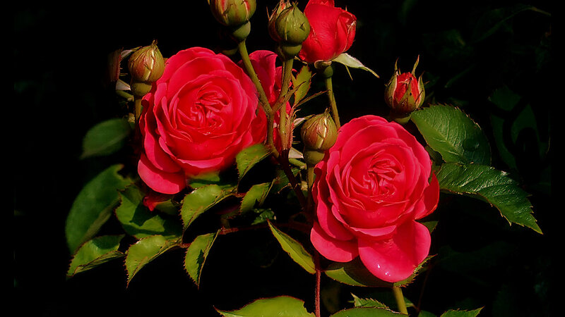 Red Roses in Bloom — Dramatic, Photograph, Buds, Leaves