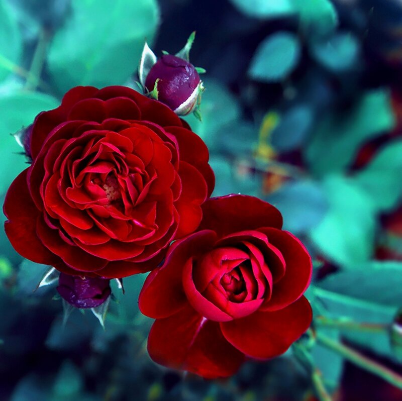 Red Roses in Bloom — Dramatic, Photograph, Buds