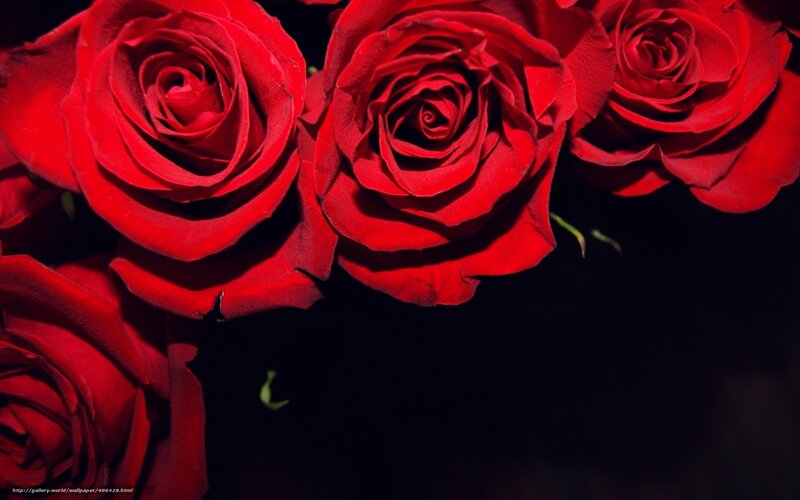 Red Roses in Bloom — Dramatic, Photograph, Dark Background, Petals