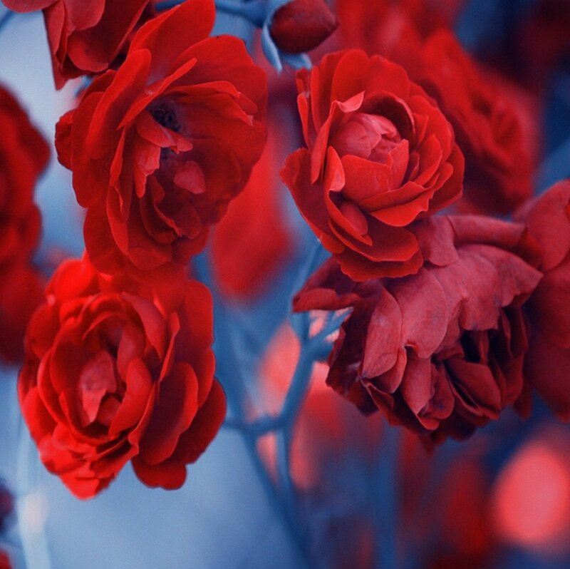 Red Roses in Bloom — Dramatic, Photograph, Flowers, Blue Background