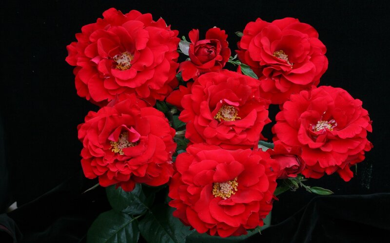Red Roses in Bloom — Dramatic, Photograph, Flowers, Leaves, Buds