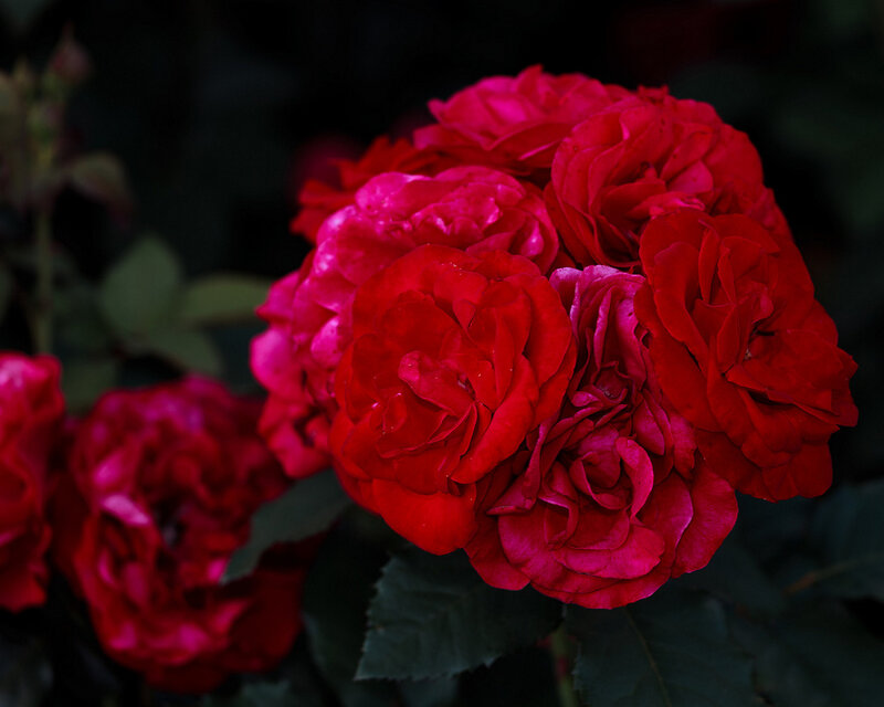Red Roses in Bloom — Dramatic, Photograph, Flowers, Leaves