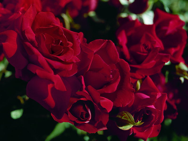 Red Roses in Bloom — Dramatic, Photograph, Flowers