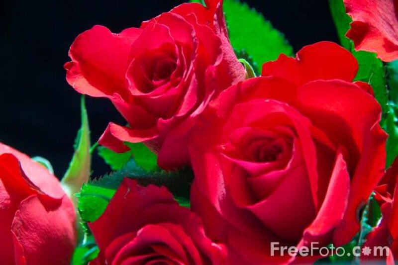 Red Roses in Bloom — Dramatic, Photograph, Green Leaves, Buds